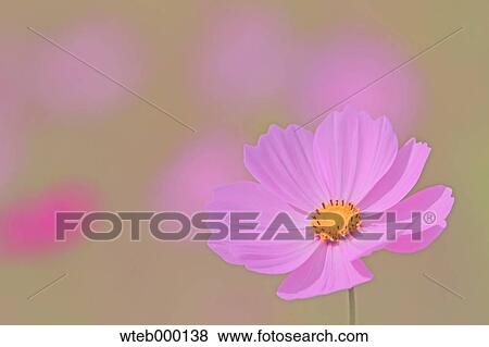Stock Photo - Cosmos. Fotosearch