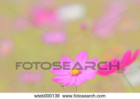 Stock Photo - Cosmos. Fotosearch
