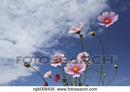 Stock Photography - Cosmos. Fotosearch