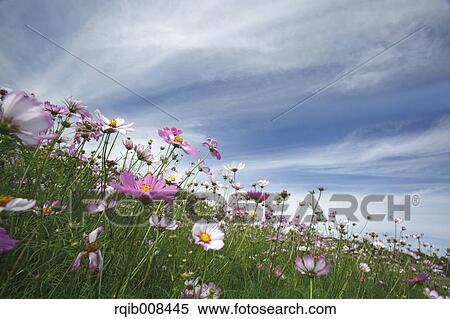 Stock Photography - Cosmos. Fotosearch