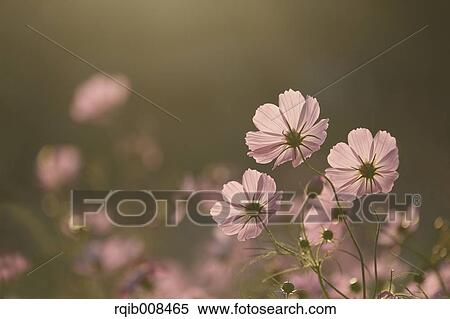 Stock Photography - Cosmos. Fotosearch