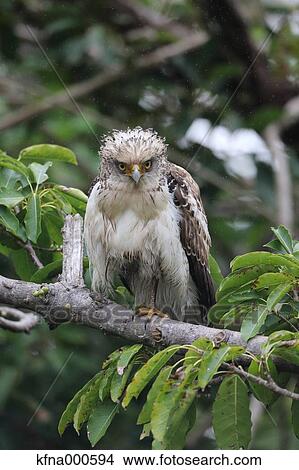 Picture - Crested Serpent Eagle. Fotosearch
