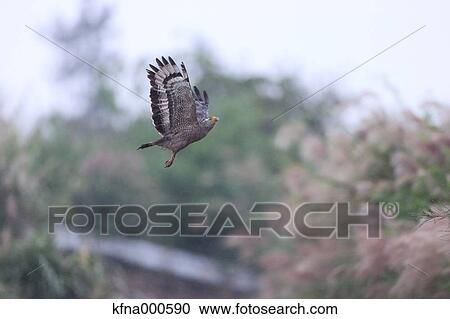 Crested Serpent Eagle View Large Photo Image Stock Image - Crested Serpent Eagle. Fotosearch