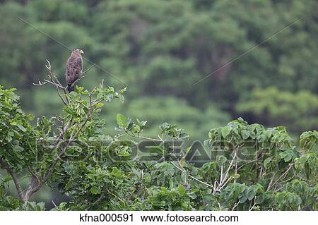 Crested Serpent Eagle View Large Photo Image Stock Image - Crested Serpent Eagle. Fotosearch