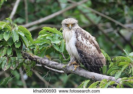 Crested Serpent Eagle View Large Photo Image Stock Image - Crested Serpent Eagle. Fotosearch