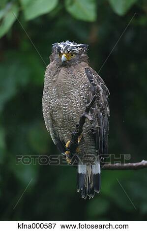 Stock Photo - Crested Serpent Eagle. Fotosearch