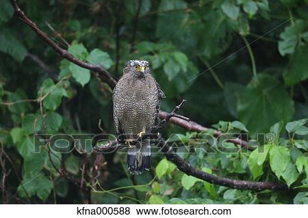 Crested Serpent Eagle View Large Photo Image Stock Photo - Crested Serpent Eagle. Fotosearch