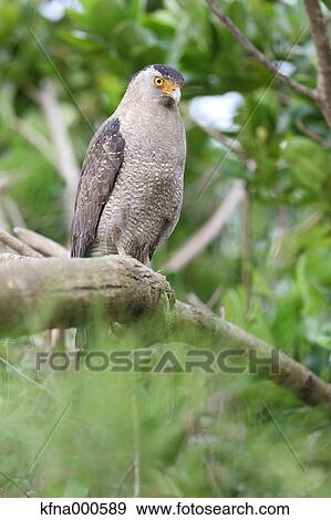 Crested Serpent Eagle View Large Photo Image Stock Photo - Crested Serpent Eagle. Fotosearch