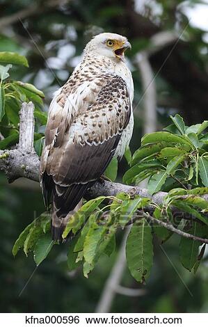 Crested Serpent Eagle View Large Photo Image Stock Photograph - Crested Serpent Eagle. Fotosearch