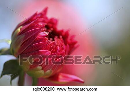 Dahlia View Large Photo Image Stock Image - Dahlia. Fotosearch