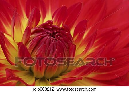 Stock Image - Dahlia. Fotosearch