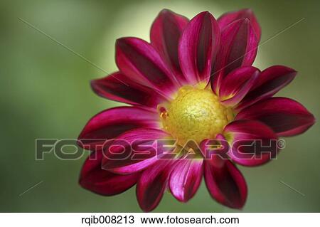 Stock Image - Dahlia. Fotosearch