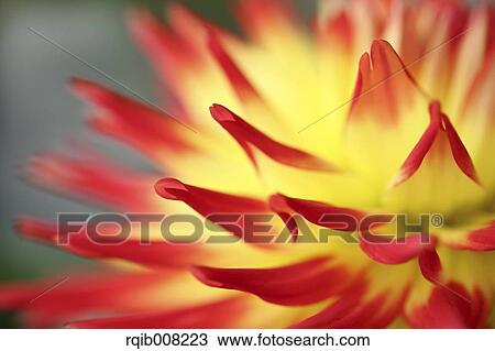 Stock Image - Dahlia. Fotosearch