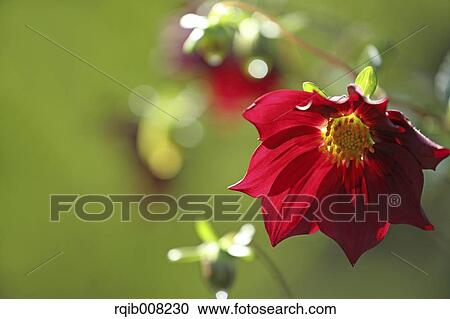 Stock Image - Dahlia. Fotosearch