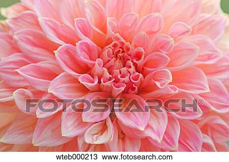 Dahlia View Large Photo Image Stock Image - Dahlia. Fotosearch