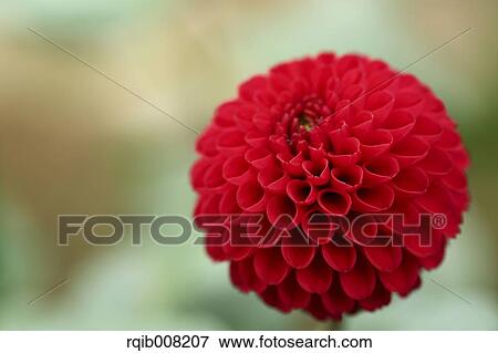 Dahlia View Large Photo Image Stock Photo - Dahlia. Fotosearch