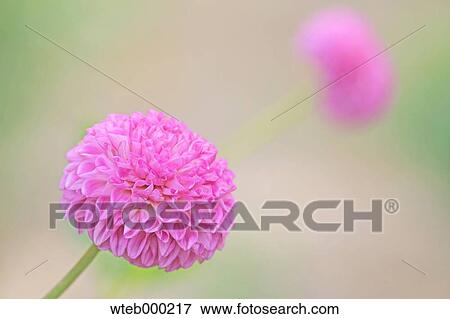 Stock Photo - Dahlia. Fotosearch