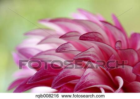 Dahlia View Large Photo Image Stock Photograph - Dahlia. Fotosearch