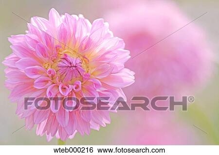 Stock Photograph - Dahlia. Fotosearch