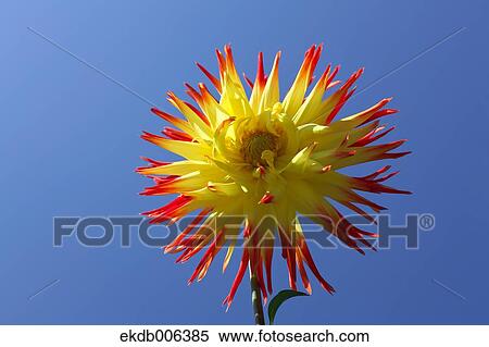 Dahlia View Large Photo Image Stock Photography - Dahlia. Fotosearch