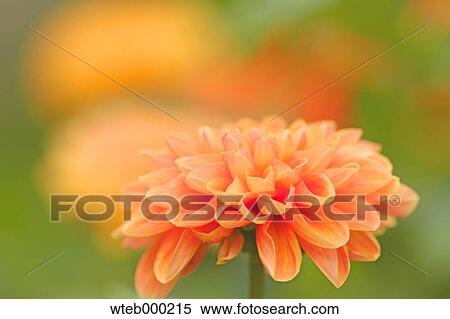 Stock Photography - Dahlia. Fotosearch