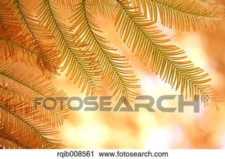 Stock Image - Dawn Redwood. Fotosearch