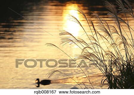 Stock Photo - Duck in a pond at sunset. Fotosearch