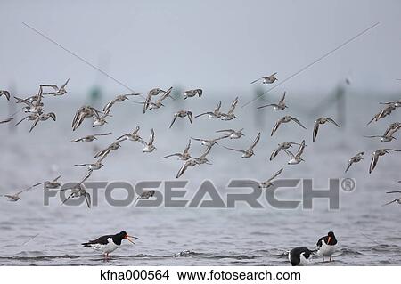 Picture - Dunlin herd. Fotosearch