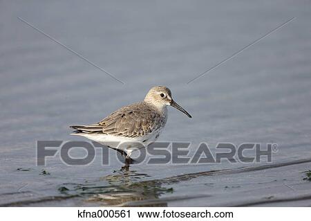 Dunlin View Large Photo Image Stock Image - Dunlin. Fotosearch