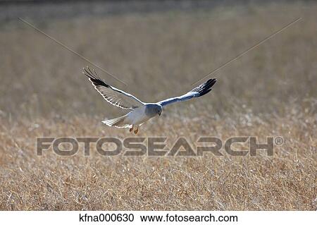 Stock Image - Eastern Marsh Harrier. Fotosearch