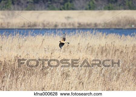 Eastern Marsh Harrier View Large Photo Image Stock Photo - Eastern Marsh Harrier. Fotosearch