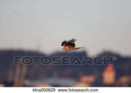 Stock Photo - Eastern Marsh Harrier. Fotosearch