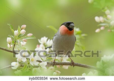 Eurasian Bullfinch View Large Photo Image Picture - Eurasian Bullfinch. Fotosearch