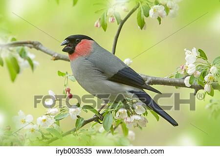 Stock Photography - Eurasian Bullfinch. Fotosearch