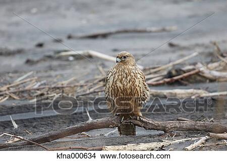 Picture - Falcon. Fotosearch