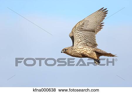 Stock Photo - Falcon. Fotosearch