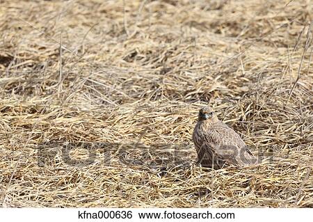 Falcon View Large Photo Image Stock Photograph - Falcon. Fotosearch