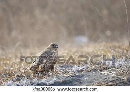 Stock Photography - Falcon. Fotosearch