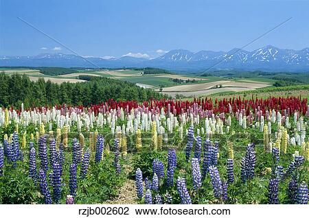 Flower garden and sky View Large Photo Image Stock Image - Flower garden and sky. Fotosearch