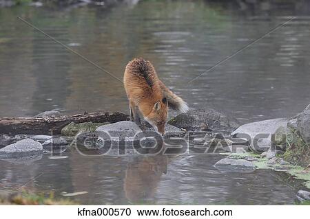 Fox, Hokkaido, Japan View Large Photo Image Stock Image - Fox, Hokkaido, Japan. Fotosearch