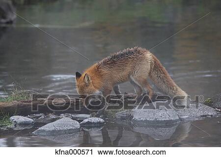 Fox, Hokkaido, Japan View Large Photo Image Stock Image - Fox, Hokkaido, Japan. Fotosearch