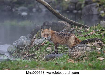 Stock Photo - Fox, Hokkaido, Japan. Fotosearch
