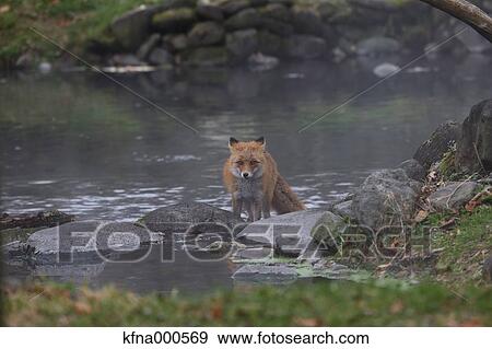 Fox, Hokkaido, Japan View Large Photo Image Stock Photo - Fox, Hokkaido, Japan. Fotosearch