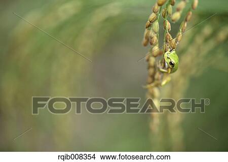 Frog and rice ears View Large Photo Image Picture - Frog and rice ears. Fotosearch