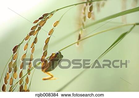 Frog and rice ears View Large Photo Image Picture - Frog and rice ears. Fotosearch