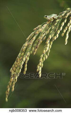 Frog and rice ears View Large Photo Image Stock Image - Frog and rice ears. Fotosearch