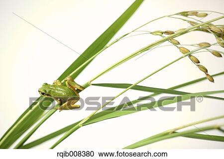 Frog and rice ears View Large Photo Image Stock Image - Frog and rice ears. Fotosearch