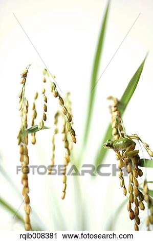 Frog and rice ears View Large Photo Image Stock Image - Frog and rice ears. Fotosearch