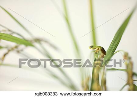 Frog and rice ears View Large Photo Image Stock Image - Frog and rice ears. Fotosearch