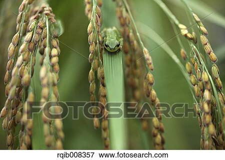 Frog and rice ears View Large Photo Image Stock Photo - Frog and rice ears. Fotosearch